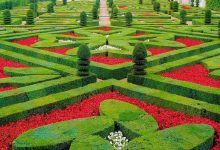 Photo of Любовь в цветочном саду