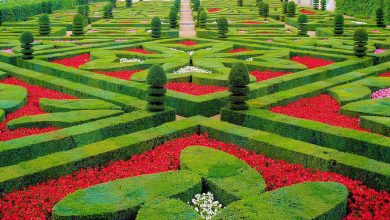 Photo of Любовь в цветочном саду